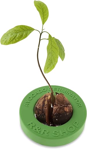 R&R SHOP Avocado Germinator - Pot Flottant pour la Germination de l'avocat, kit de Croissance des graines, Plastique de maïs 100% (Vert)