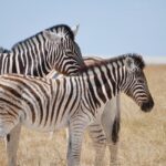 Optimiser les forfaits green fee pour groupes : le guide pratique des organisateurs